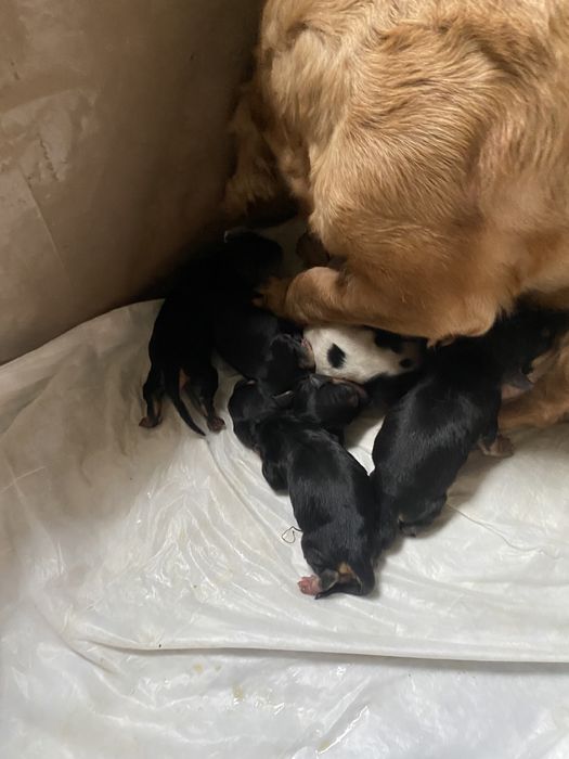 Собачки кокер спаніеля метис