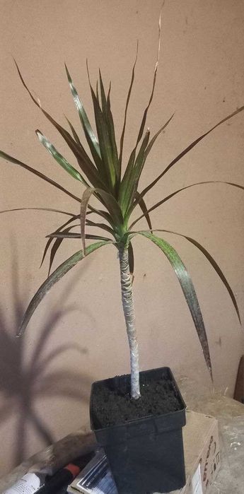 Продам гибискусы,драцену,толстянки,розмарин,жакаранду и уличные раст.