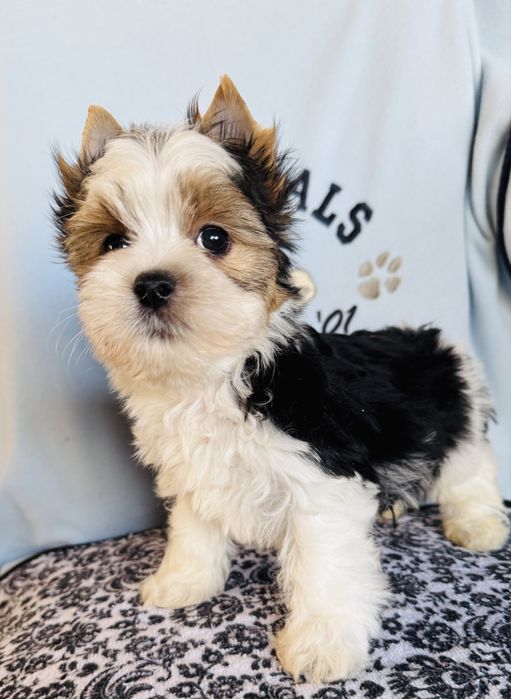 Śliczny chłopczyk york biewer