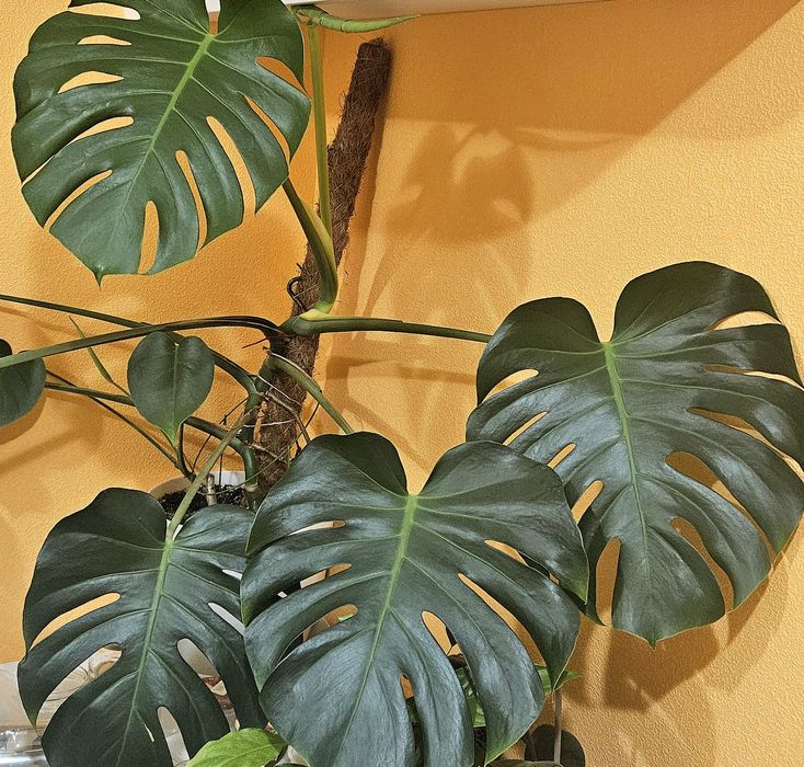 Монстера делікатесна