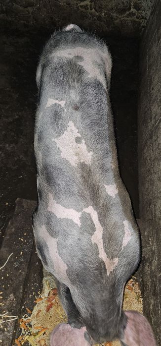 Porca caseira com cerca de 1 ano