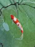 Kohaku, Asagi, Sanke- piekne japońskie karpie koi 25-40cm