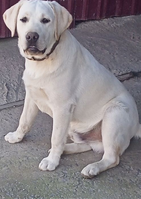 Лабрадорчик ,шукає дівчинку!