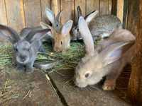 Кролики кролі крольчата 45 днів