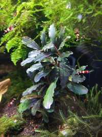 Bucephalandra Theia z wyspy Borneo