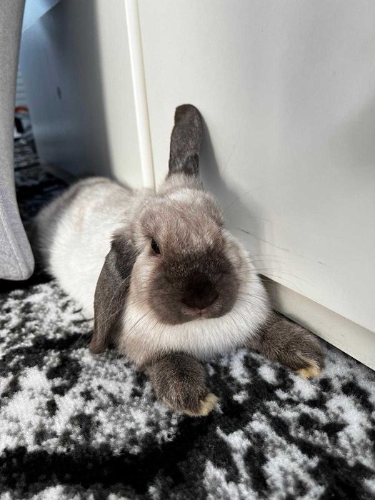 Królik baranek SZUKA DOMU