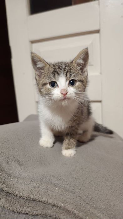 Кошеня (хлопчик)