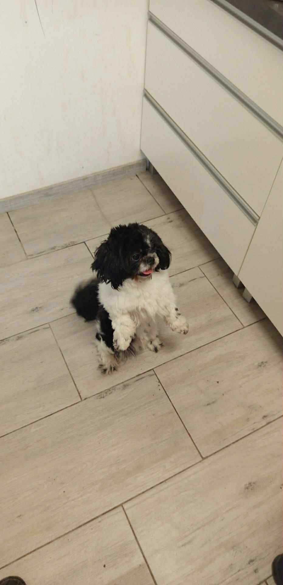 Zaginął pies rasy shithtzu