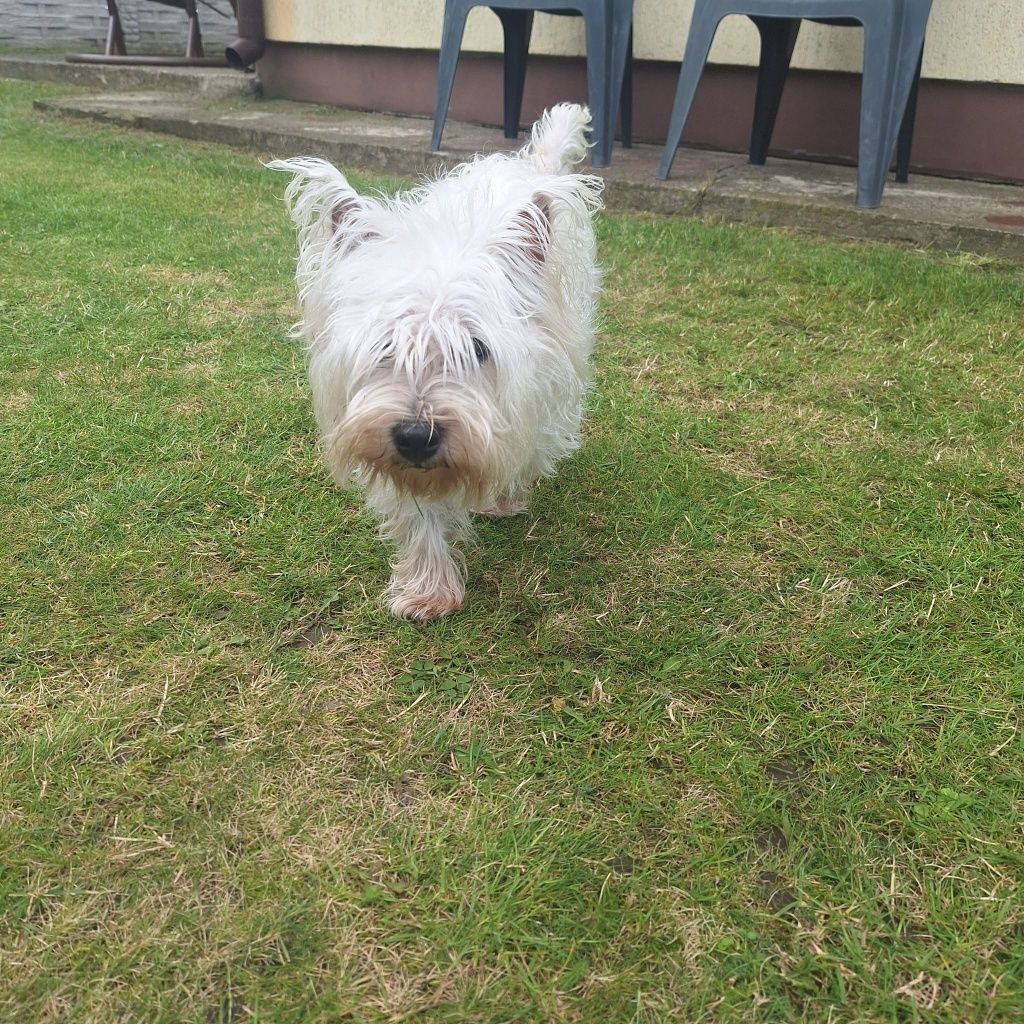 West highland teriier