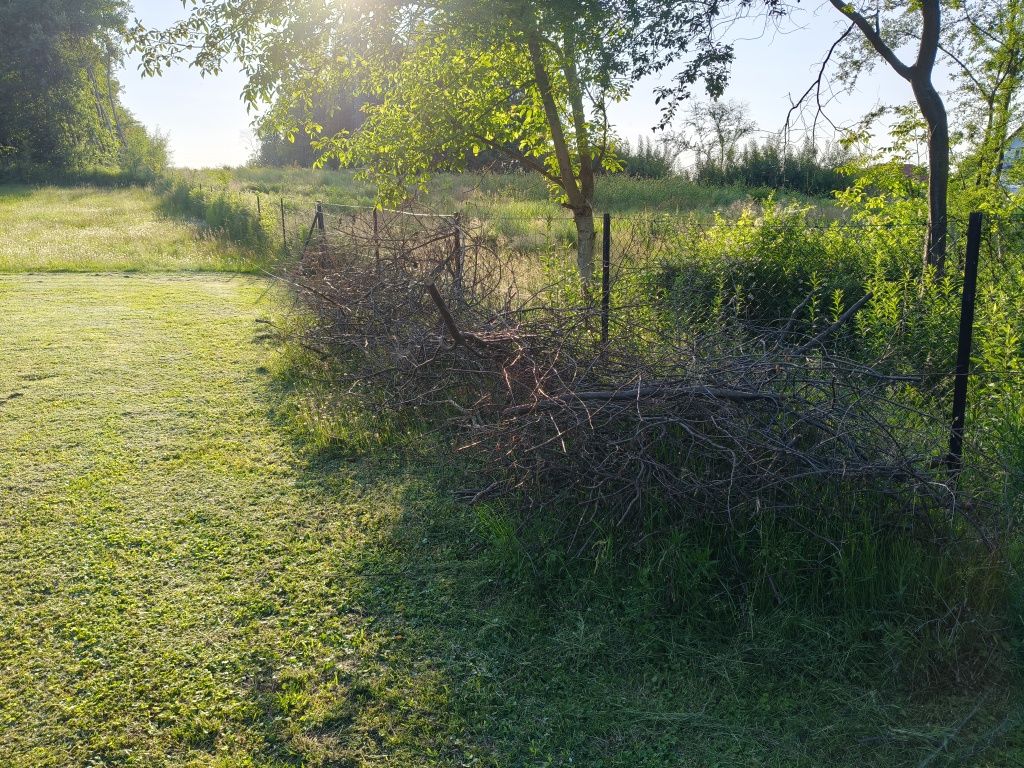 Oddam gałęzie drzew owocowych