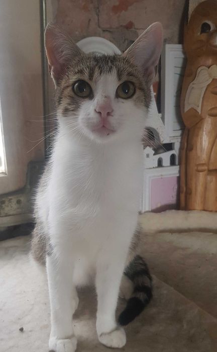 Miluś kocurek do adopcji