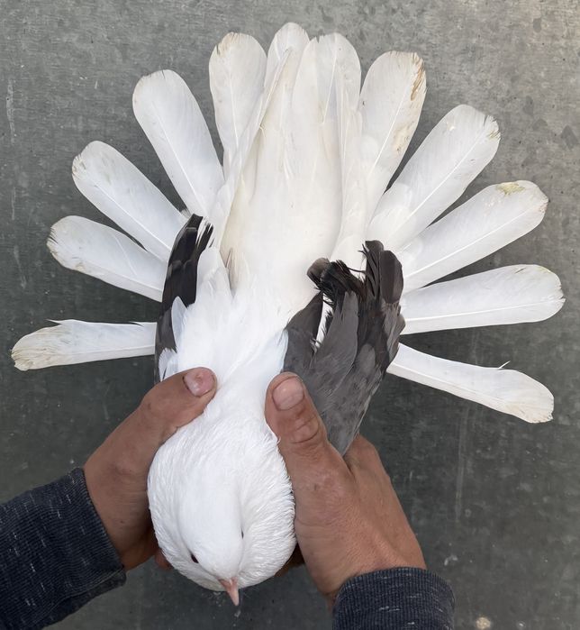 Sprzedam orliki szariki