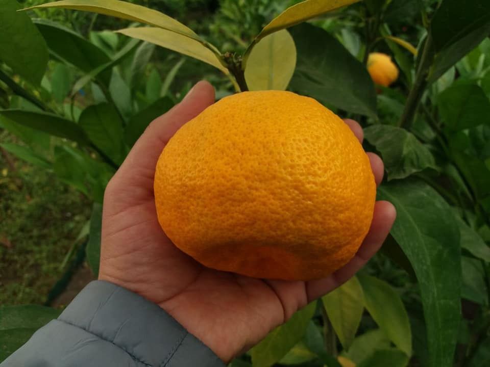 Продам мандарин лимон апельсин