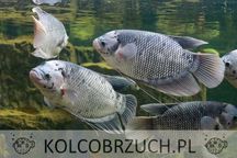 Gurami olbrzymi - Osphronemus gorami - dowóz, wysyłka
