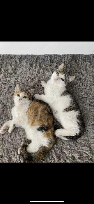 Małe kotki do oddania