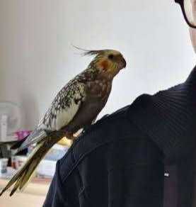 Papuga nimfa kupiona w sklepie zoologicznym