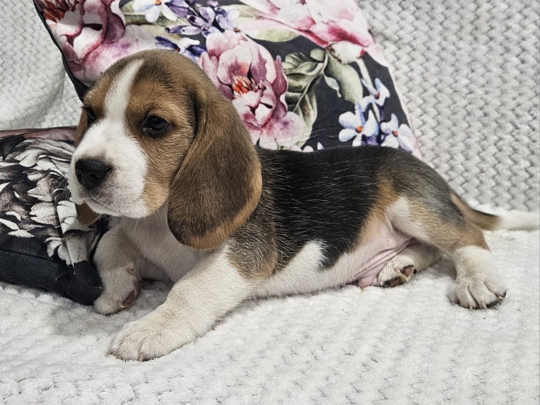 Beagle śliczny piesek Hulk ZKwP FCI