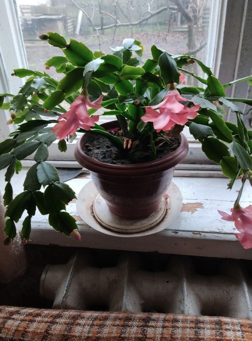 Рождественик зіокактус