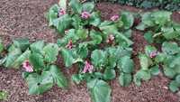 Bergenia sercowata