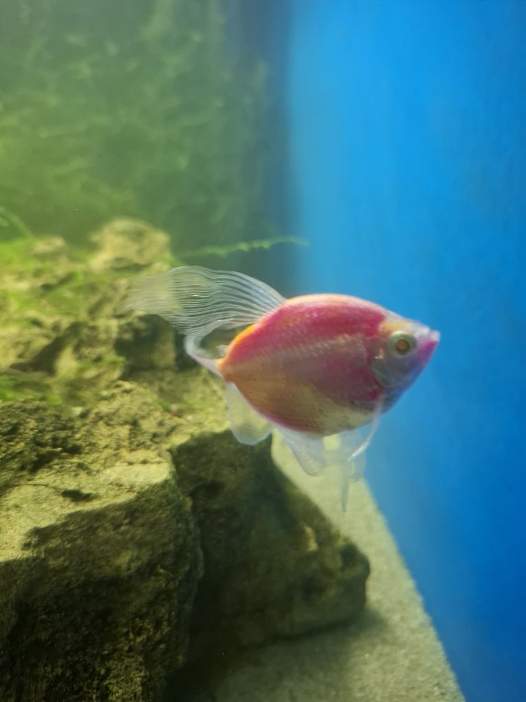Rybka Tetra różowa