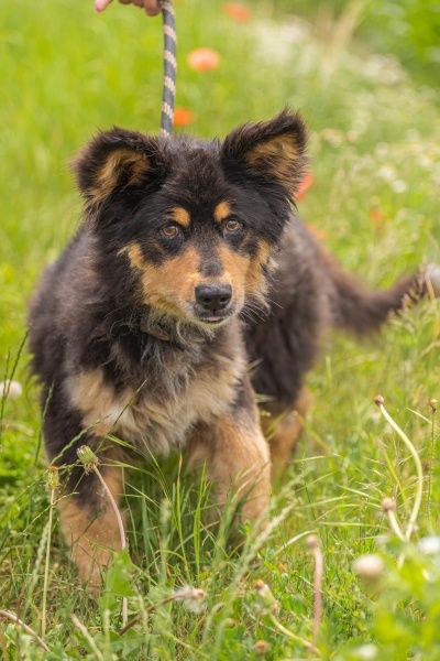 Ptyś do adopcji!
