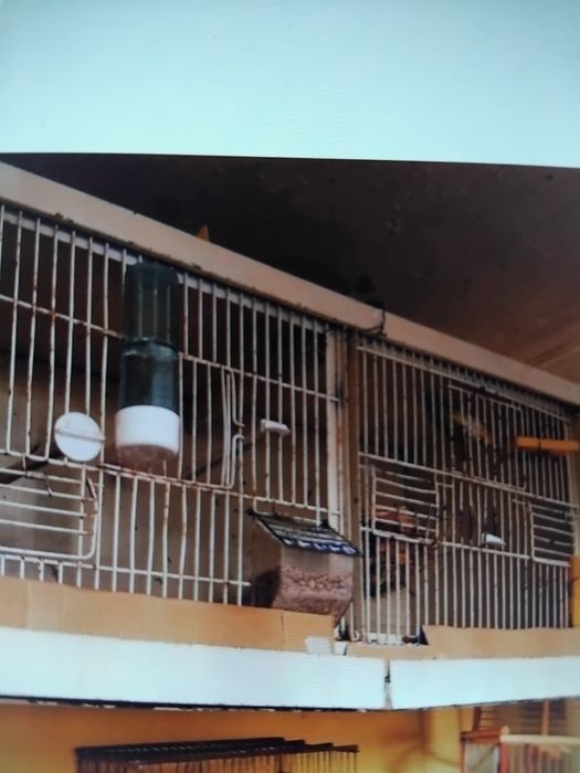 Viveiro de criação aves