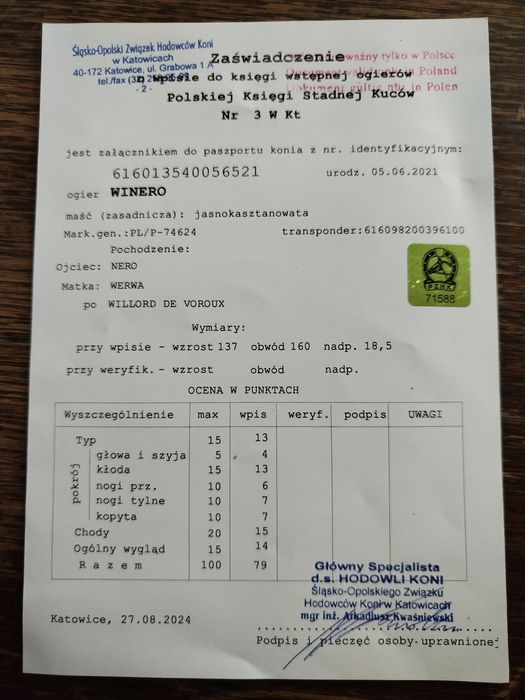 Ogier haflinger z licencją