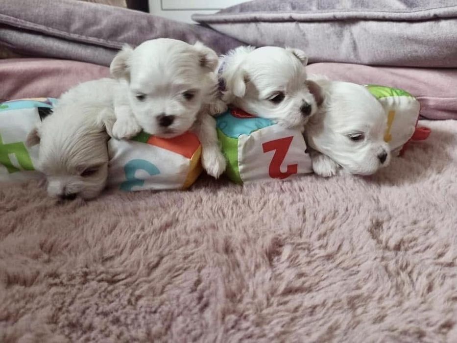 Maltańczyk FCI ZKwP samiec