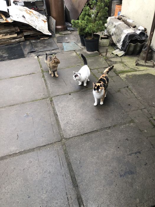 Віддам кошенят у добрі руки! ( плямисту кицю забрали)