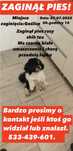 Zaginął piesek okolicę Goślic
