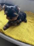 Yorkshire Terrier Piesek Nero