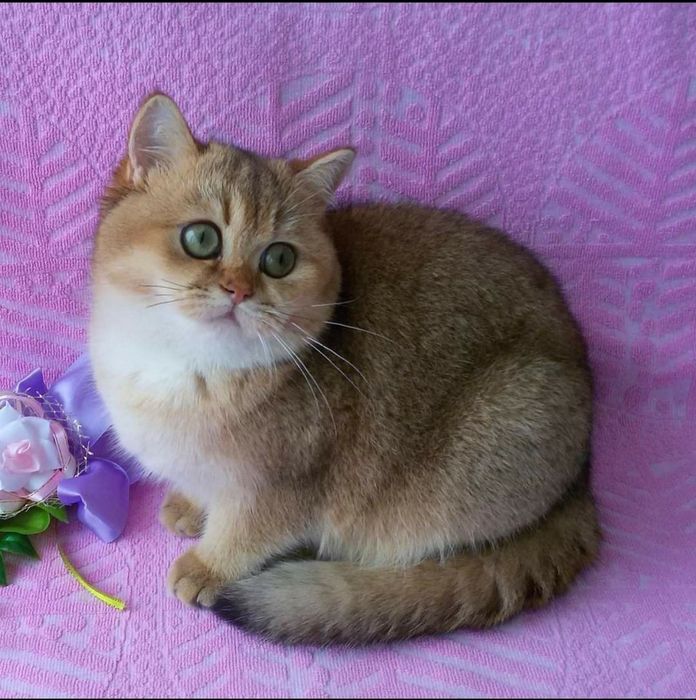 Кошечка породистая британка золотая шиншилла г Киев котята