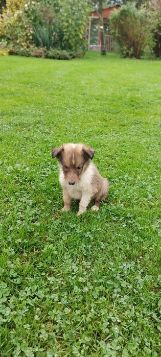 Owczarek szkocki śniadą auczka