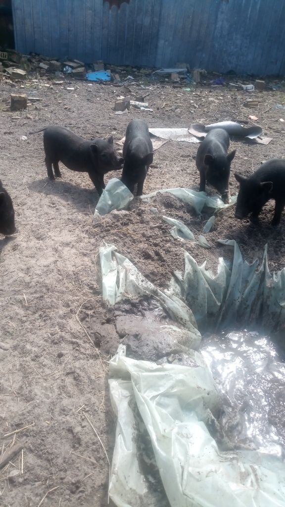 Продам свінок ветнамців