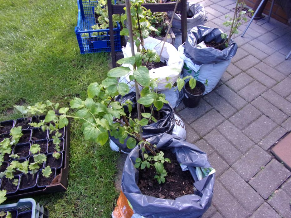 powojniki clematis biały 20zł odbiór w Olsztynie