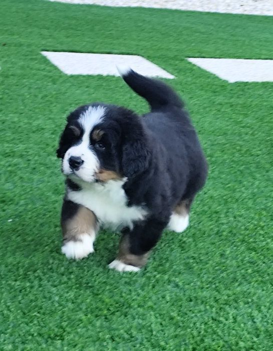 Bouvier Bernois LOP AFIXO