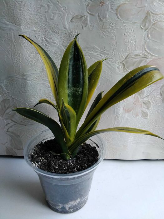 Сансевиерия Муншайн Голден флейм Лауренти Бонселенсис Самурай