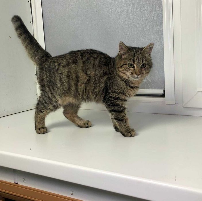 Красивая полосатая девочка-котёночек Мими, возраст около 3.5–4 месяцев