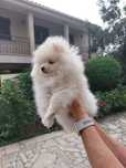 Lulu da pomerania