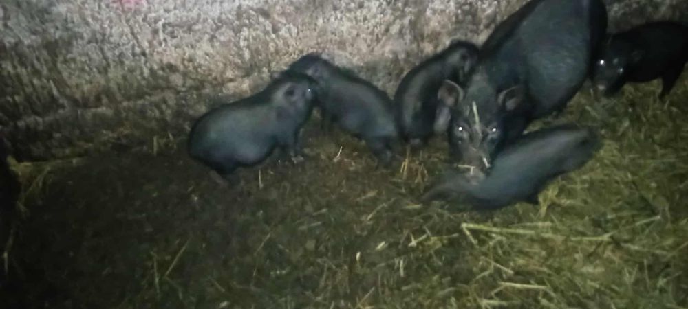 Sprzedam świnie wietnamskie