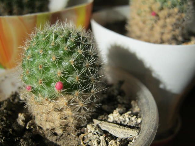 Кактус ребуция RED