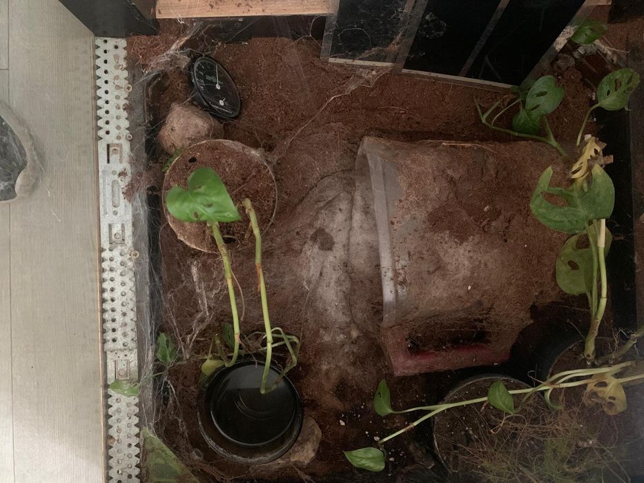 Ptasznik olbrzymi + terrarium