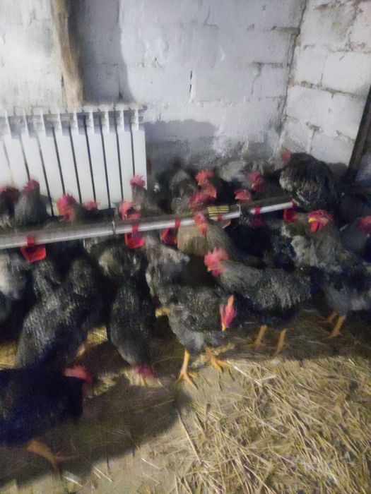 продам! КУРИ-несушки! Канонівка! доставка БЕЗКОШТОВНА!