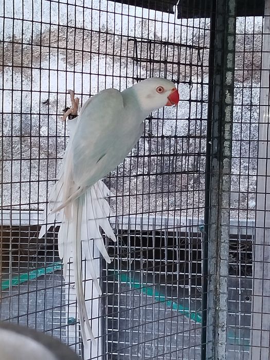 Ring neck fêmea azul lacewing