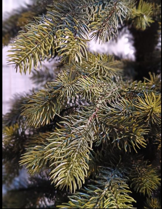 Choinka 180 cm 100% PE