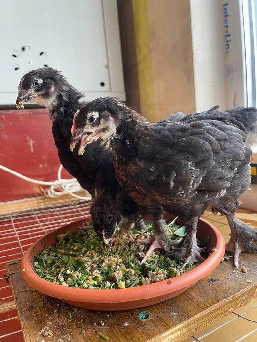 ЧМ Маран -курчата