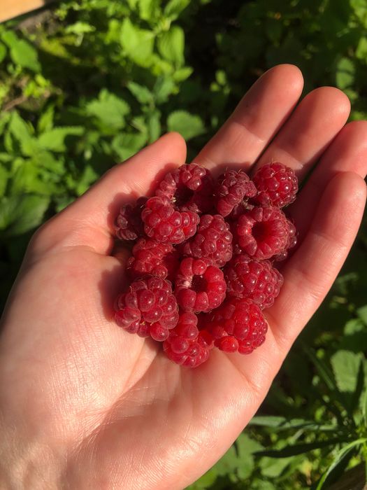 Продам саджанці малини Ремонтантна