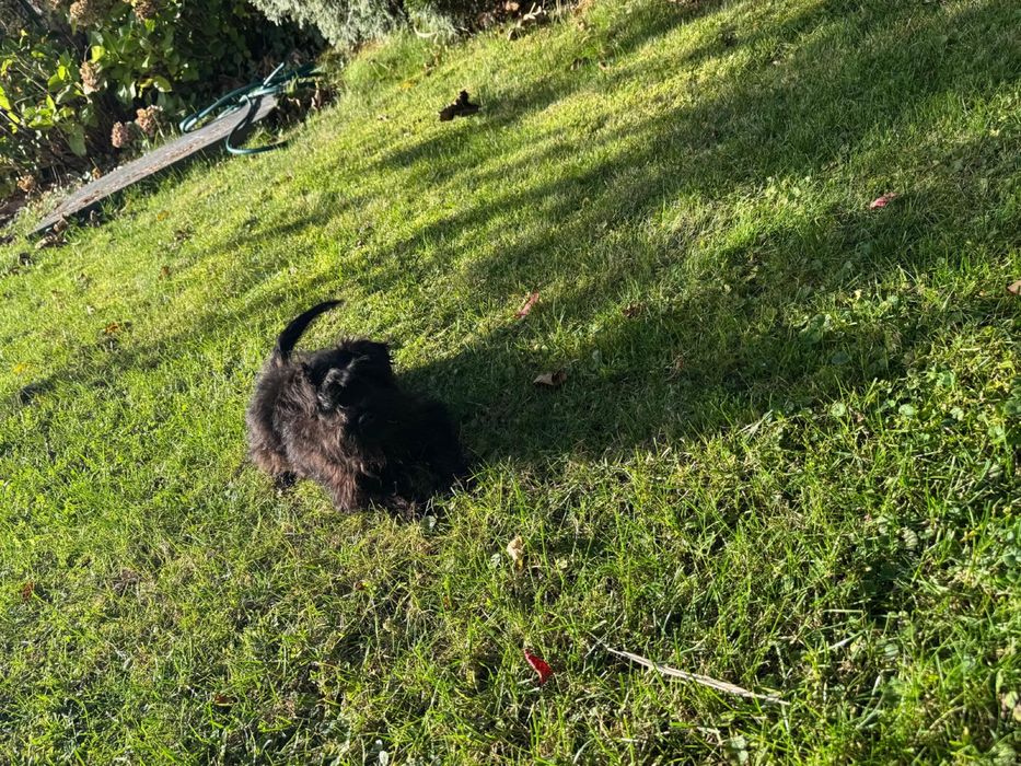 Sznaucer miniaturowy czarna sunia do odbioru