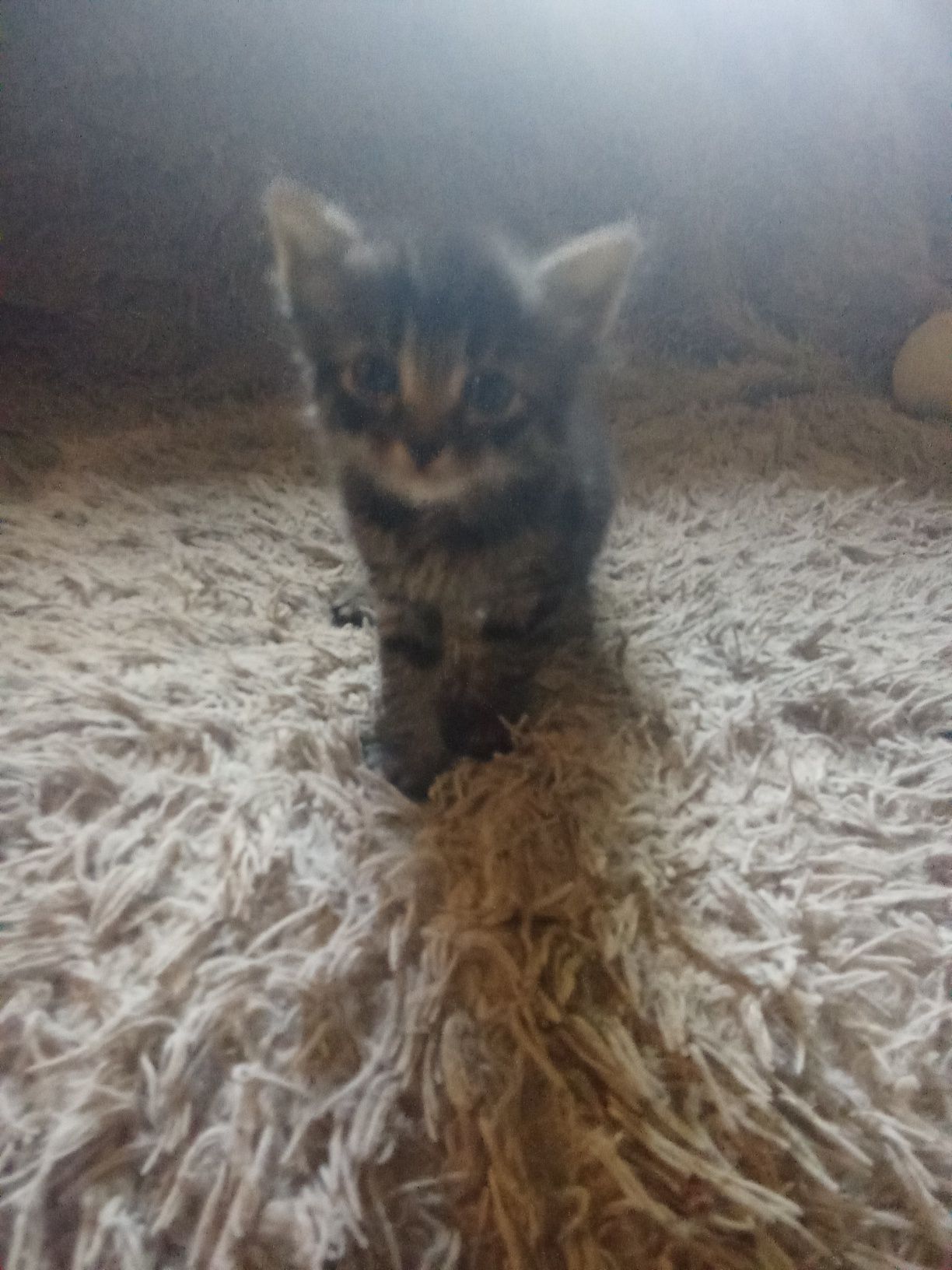 Кошенята безкоштовно