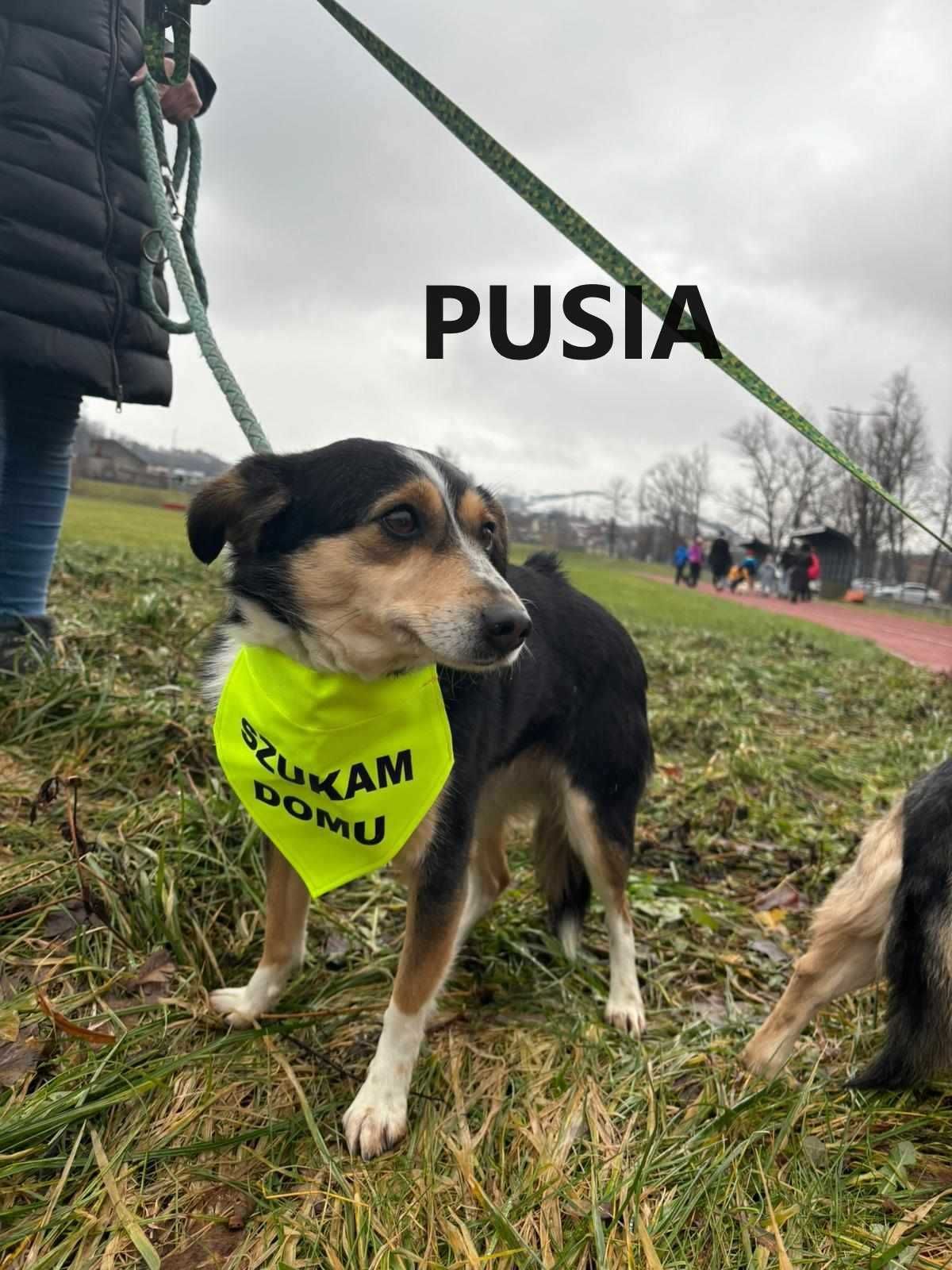 PUSIA - Bezdomna. Jej Pani odeszła na zawsze